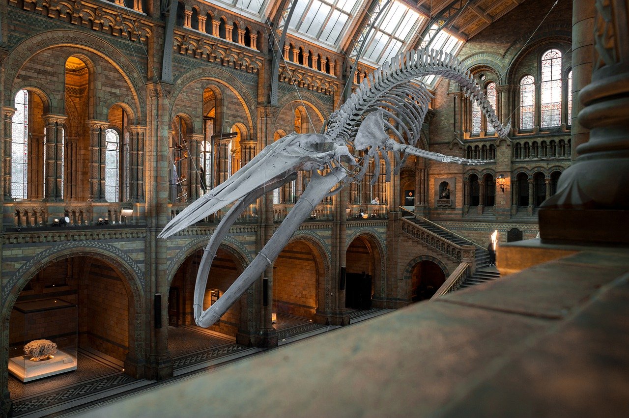 national history museum, london, uk